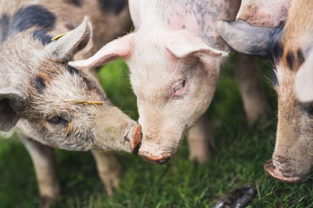 Hogbo Brukshotell Sandviken Kültér fotó